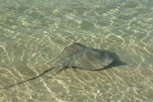 10 Stingray.JPG photo copyright Ian & Andrea Treleaven taken at  and featuring the  class