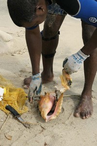 11 Conch meat.JPG photo copyright SW taken at  and featuring the  class