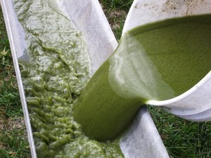 Algae is an ancient source of fuel, rediscovered. photo copyright MIAA taken at  and featuring the  class