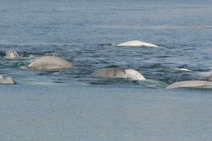 Bagan beluga-whales-erebus-bay-8-4-09 9417 photo copyright SW taken at  and featuring the  class