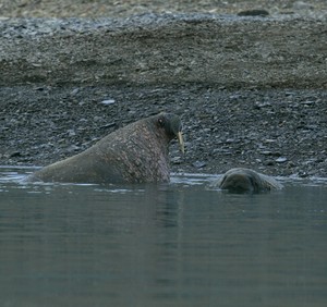 Bagan devon-isl-two-walrus 8658 photo copyright SW taken at  and featuring the  class