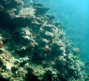 Dead corals on the Great Barrier Reef. No longer pristine even the GBR is under pressure photo copyright ARC Centre of Excellence Coral Reef Studies http://www.coralcoe.org.au/ taken at  and featuring the  class