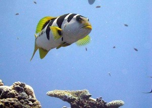 Coral reef big fish photo copyright SW taken at  and featuring the  class