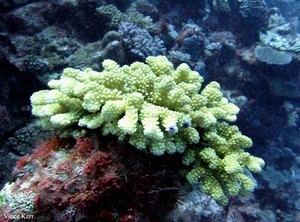 Coral reef coral photo copyright SW taken at  and featuring the  class