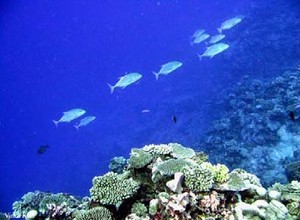 Coral reef fish photo copyright SW taken at  and featuring the  class
