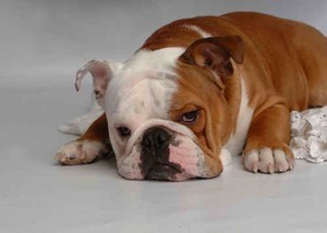 Dog bulldog asleep photo copyright SW taken at  and featuring the  class