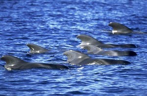 Dolphin cetaceans photo copyright MIAA taken at  and featuring the  class