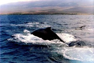 Encountering whales -both thrilling and alarming for a sailor photo copyright SW taken at  and featuring the  class