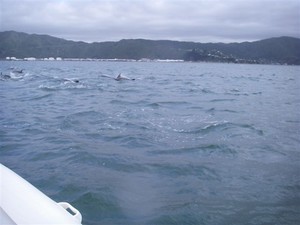 Dolphins at top mark, 2010 NZ Sunburst Nationals photo copyright Simon Miller taken at  and featuring the  class