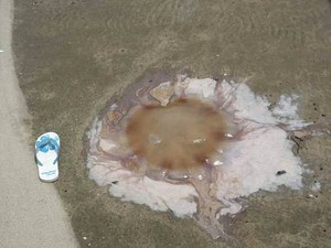 Iceni Giant jellyfish photo copyright Nan Bailey taken at  and featuring the  class