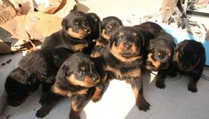 Laura puppies photo by Ketts News Service photo copyright SW taken at  and featuring the  class