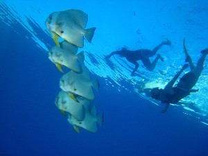 PNG is home to a myriad wrecks, reefs, shelves and waterways, all with abundant marine life. photo copyright MIAA taken at  and featuring the  class
