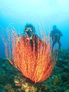 Divers from around the world have long known of the bounties of PNG. photo copyright MIAA taken at  and featuring the  class