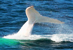 Migaloo diving photo copyright SW taken at  and featuring the  class
