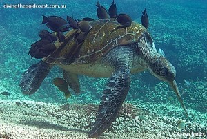Moreton Bay diving possibilities photo copyright SW taken at  and featuring the  class