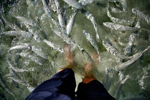 Neds Beach fish photo copyright SW taken at  and featuring the  class