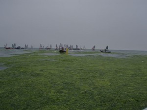 26 deg, Sunny, 67% humidity, Great visibility [no fog] 2 to 5 knots of wind, tide against wind... A little too much weed.... photo copyright Smiling Student taken at  and featuring the  class