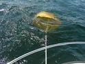 Parachute anchor at work photo copyright SW taken at  and featuring the  class