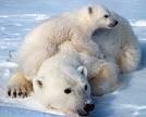 Polar bear and cubs photo copyright SW taken at  and featuring the  class