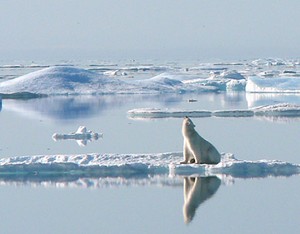 Polar bear floats by.JPG photo copyright SW taken at  and featuring the  class