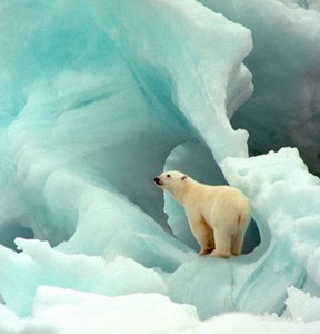 Polar bear photo copyright SW taken at  and featuring the  class