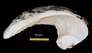 Slice of fossil clam photo copyright ARC Centre of Excellence Coral Reef Studies http://www.coralcoe.org.au/ taken at  and featuring the  class