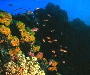 Thailand underwater coral cliffs in the Taruato Marine National Park photo copyright SW taken at  and featuring the  class