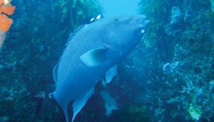 Wester Blue Groper - male photo copyright SW taken at  and featuring the  class