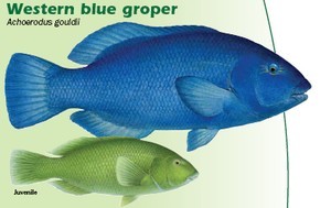 Western Blue Groper photo copyright SW taken at  and featuring the  class