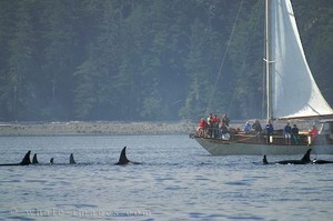 Whale sailing photo copyright SW taken at  and featuring the  class