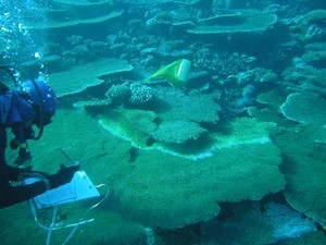 White Syndrome coral disease - image courtesy of Cathie Page photo copyright ARC Centre of Excellence Coral Reef Studies http://www.coralcoe.org.au/ taken at  and featuring the  class