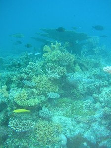 Lagoonal coral reef habitat at Bikini - ARC Centre of Excellence photo copyright ARC Centre of Excellence Coral Reef Studies http://www.coralcoe.org.au/ taken at  and featuring the  class