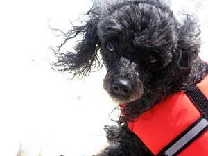 dog-wearing-lifejacket photo copyright SW taken at  and featuring the  class