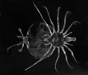 Lobster larva (phyllosoma) Photo: copyright Oddgeir Alvheim - Indian Ocean seamount creatures photo copyright International Union for Conservation of Nature - IUCN http://www.iucn.org/ taken at  and featuring the  class