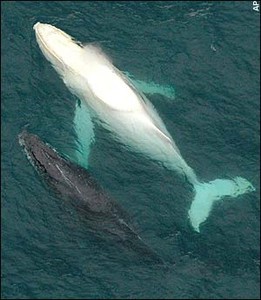 migaloo and friend photo copyright SW taken at  and featuring the  class