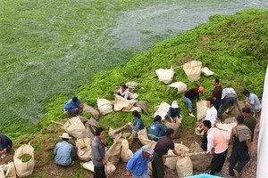 Workers clean up an outbreak of blue-green algae at a beach in Qingdao, the host city for sailing events at the 2008 Olympic Games, in eastern China's Shandong province Tuesday June 24, 2008 (Photo: AP Photo/EyePress) photo copyright  SW taken at  and featuring the  class
