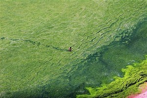 A man walks through blue-green algae at a beach in Qingdao, the host city for sailing events at the 2008 Olympic Games, in eastern China's Shandong province Tuesday June 24, 2008 (Photo: AP Photo/EyePress) photo copyright  SW taken at  and featuring the  class