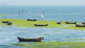 Workers clean up blue-green algae from the sea as windsurfers sail behind, at Qingdao, the host city for sailing events at the 2008 Olympic Games, in eastern China's Shandong province Tuesday June 24, 2008 (Photo: AP Photo/EyePress) photo copyright  SW taken at  and featuring the  class