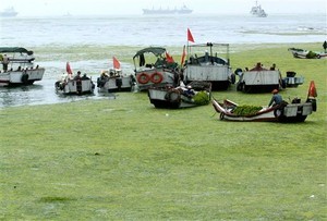 Chinese workers try to remove a seaweed bloom that has choked up the coastline of Qingdao, the host city of marine sporting events of the Beijing 2008 Olympic Games, in eastern China&rsquo;s Shandong province Tuesday June 24, 2008. (Photo: AP Photo/EyePress) photo copyright  SW taken at  and featuring the  class