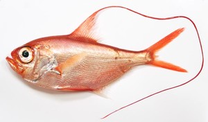 Splendid alfonsino (Beryx splendens) Photo: copyright Oddgeir Alvheim - Indian Ocean seamount creatures photo copyright International Union for Conservation of Nature - IUCN http://www.iucn.org/ taken at  and featuring the  class