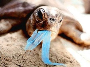 A turtle dying from ingesting plastic bags - Save our Seas - SOS photo copyright Save Our Seas - Ocean Racing http://www.sosoceanracing.com/ taken at  and featuring the  class