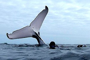 whale snorkeller photo copyright SW taken at  and featuring the  class