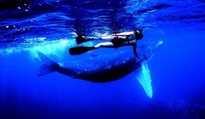 whaleswimmer photo copyright SW taken at  and featuring the  class