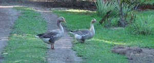web Geese in the garden - you will move out of the way, not me photo copyright BW Media taken at  and featuring the  class