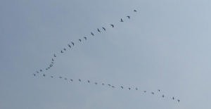 web Migrating pelicans photo copyright BW Media taken at  and featuring the  class