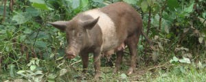 web Nuku Hiva what are you doing in my rainforest photo copyright BW Media taken at  and featuring the  class