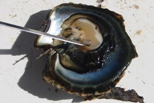 web The black lipped oyster - French Polynesias Gold photo copyright BW Media taken at  and featuring the  class
