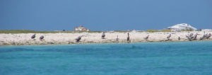 web Tortuga Pelican colony photo copyright BW Media taken at  and featuring the  class