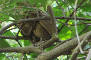 web doctored Sleeping boa constrictor photo copyright BW Media taken at  and featuring the  class
