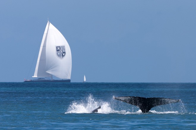 SALING - Audi Hamilton Island Race Week 2010<br />
22/08/10 - Hamilton Island, Great Barrier Reef (AUS)<br />
ph. Andrea Francolini<br />
WHALE - Hamilton Island Race 2010 ©  Andrea Francolini Photography http://www.afrancolini.com/